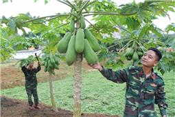 Tích cực tăng gia, nâng cao đời sống bộ đội